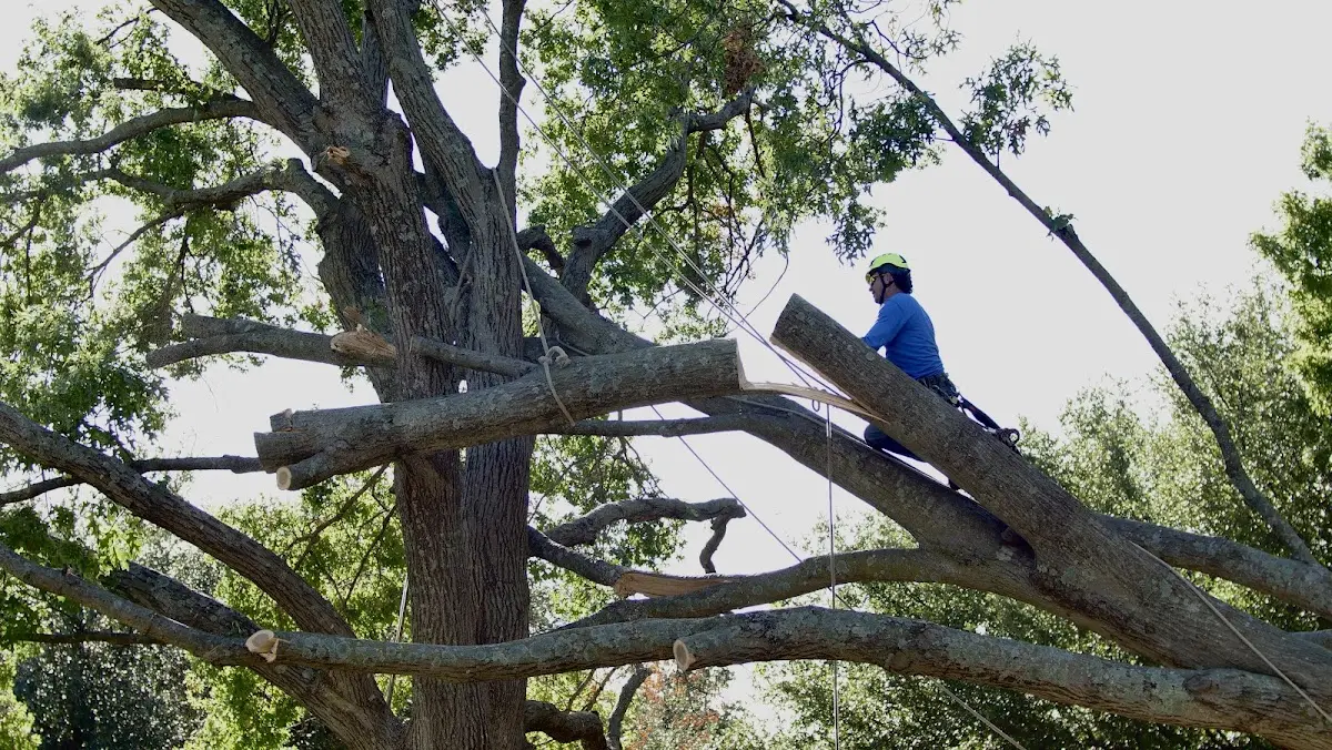 Professional Crown Thinning performed by certified arborists in Minnesota Lake